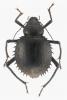 Prionotheca coronata